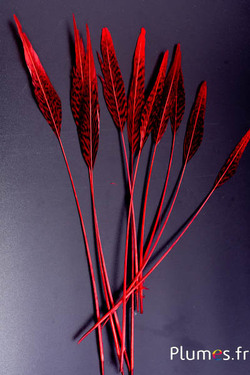 Faisan doré flèche - 25-35 cm - rouge